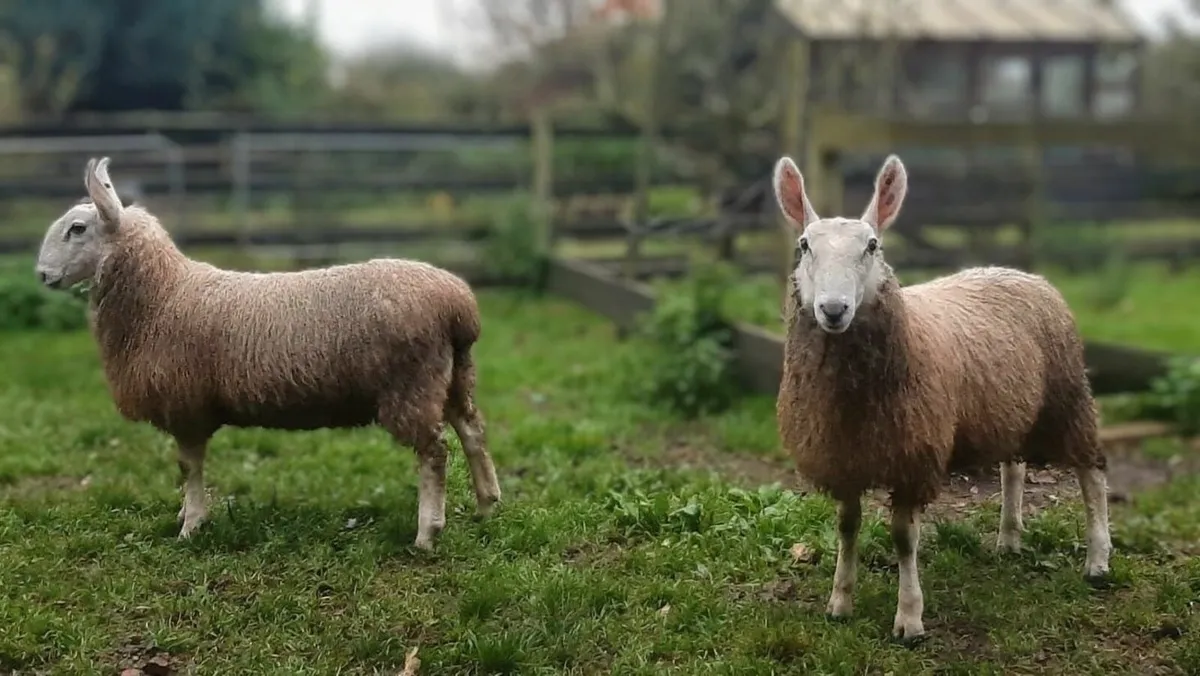 Border Leicester Rams - Image 1