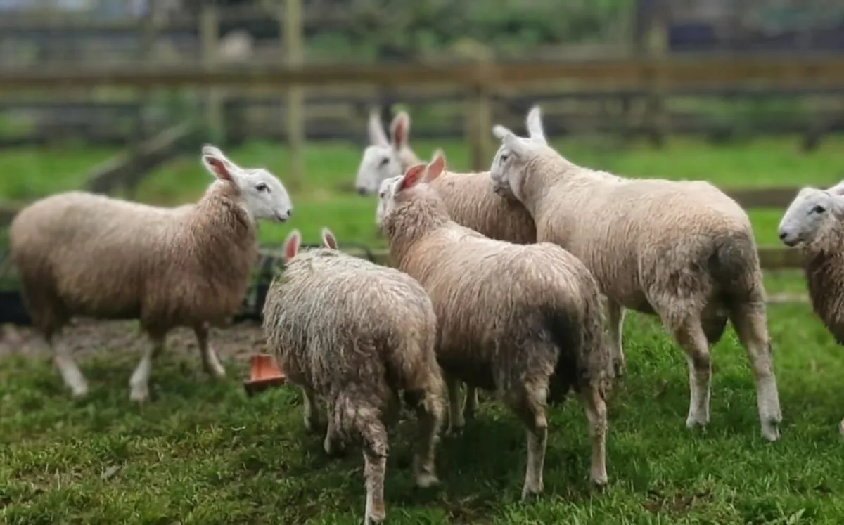Border Leicester Rams - Image 4