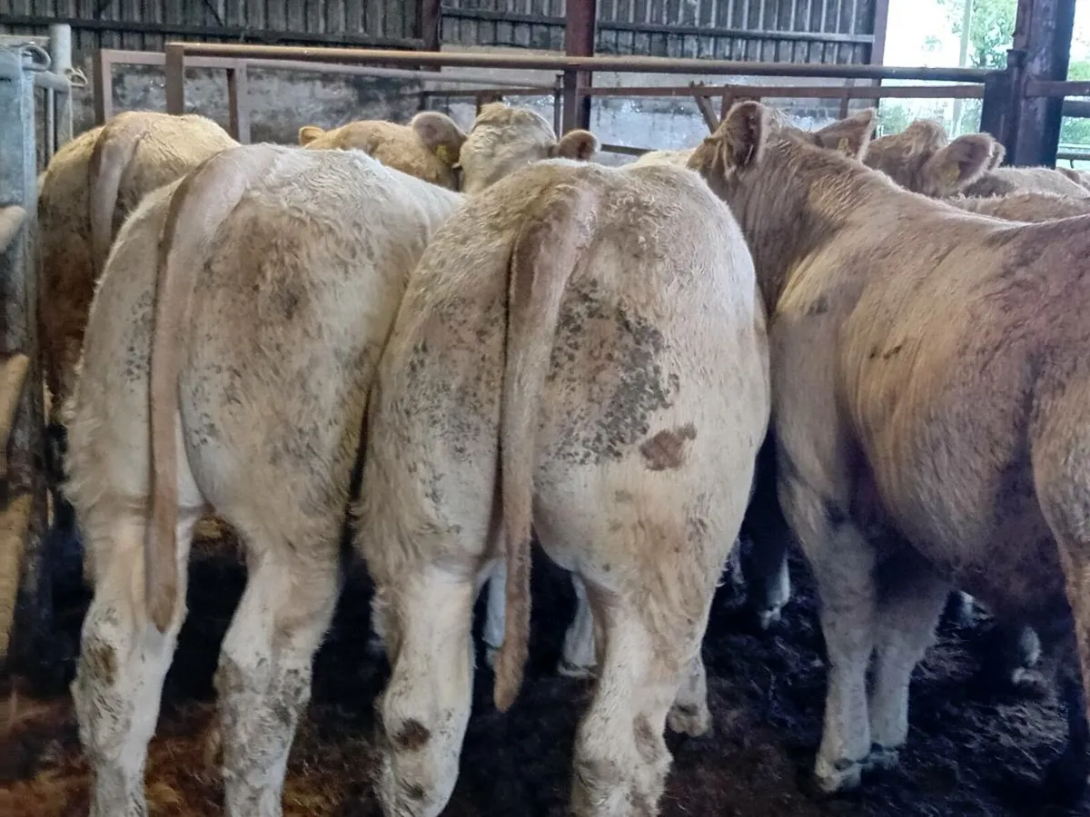 14 Smashing Golden Charlaois Bullocks - Image 2