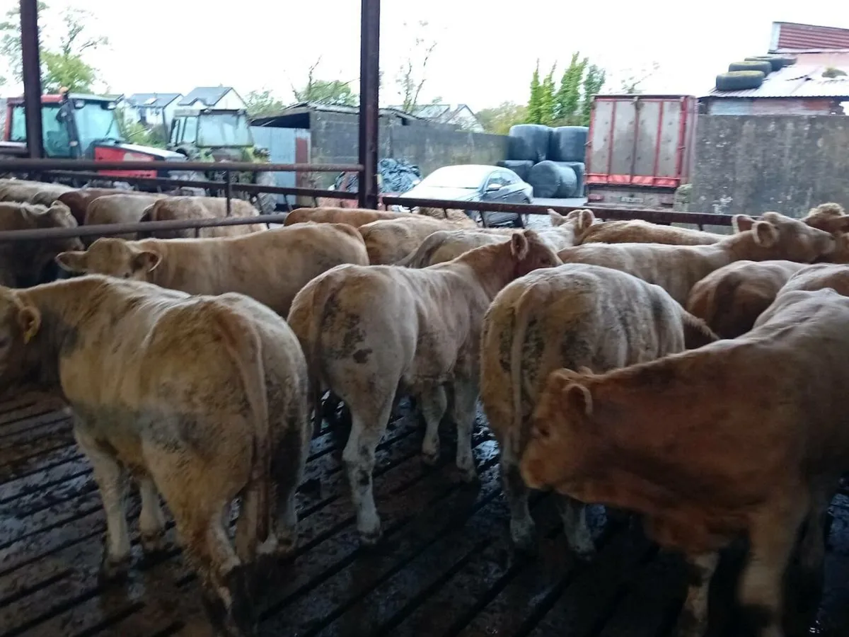 14 Smashing Golden Charlaois Bullocks - Image 3