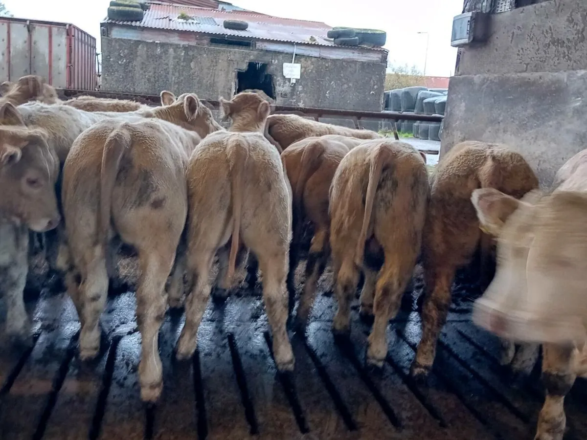 14 Smashing Golden Charlaois Bullocks - Image 4