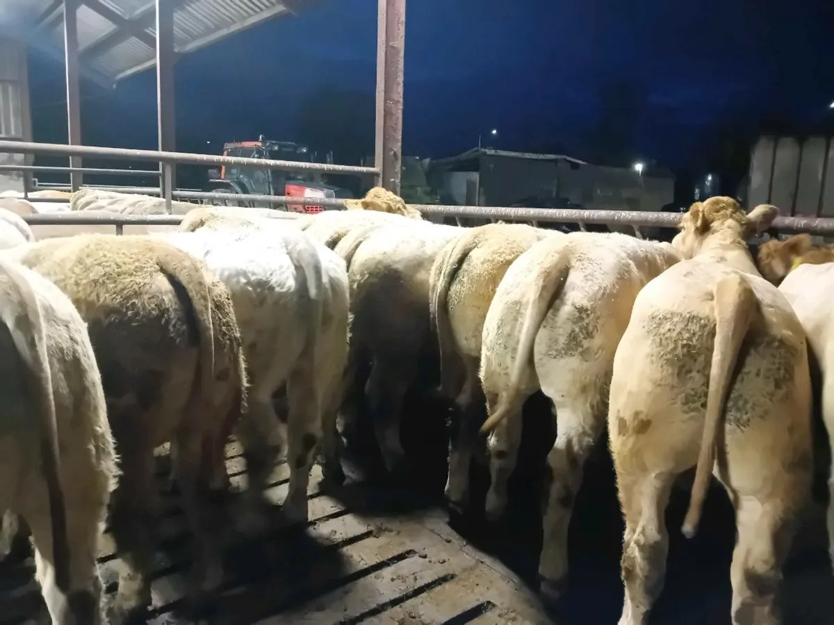 14 Smashing Golden Charlaois Bullocks - Image 1