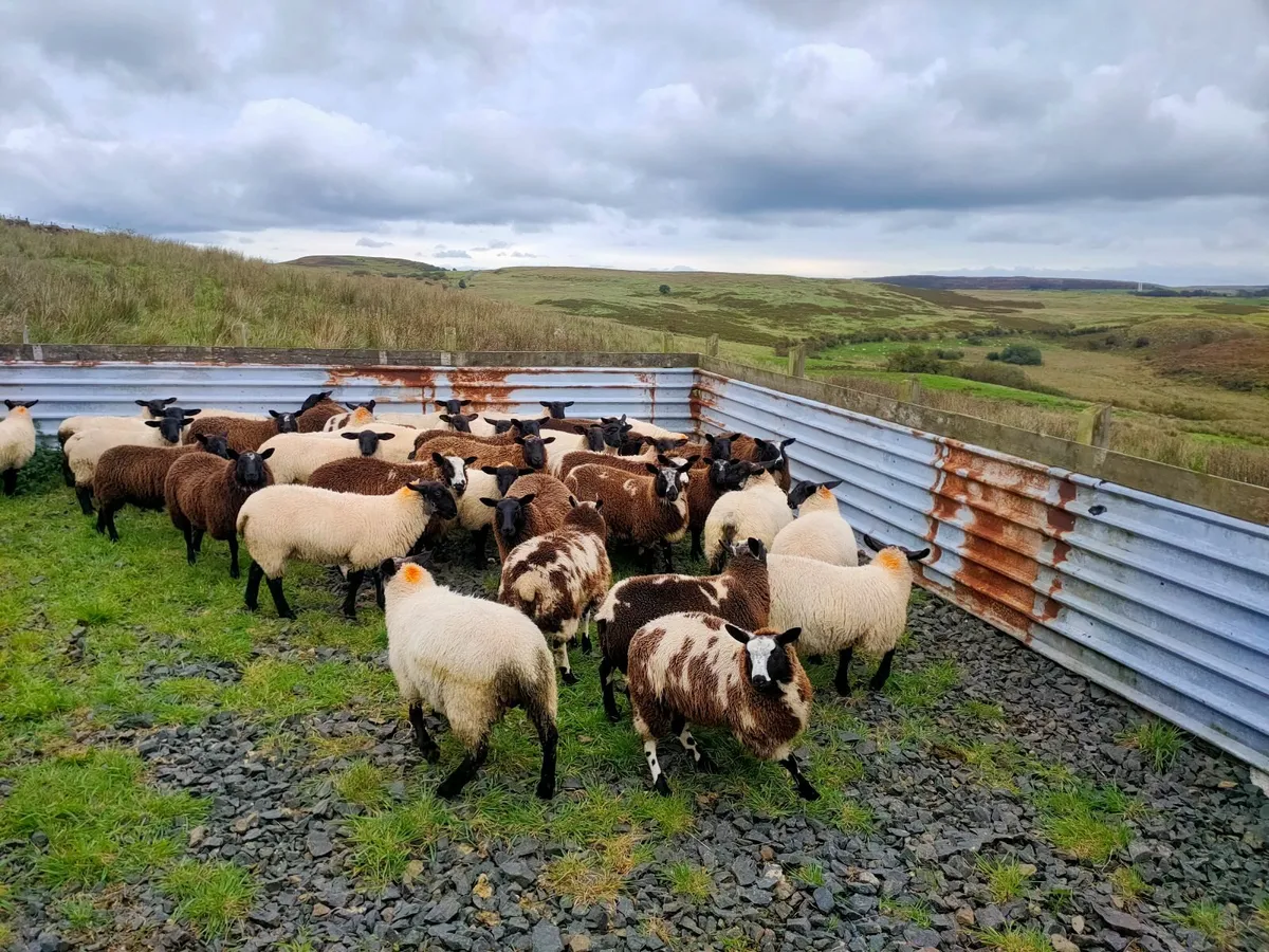 41 Ewe lambs - Image 2