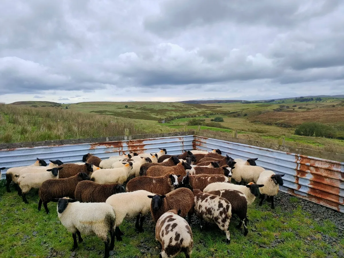 41 Ewe lambs - Image 3