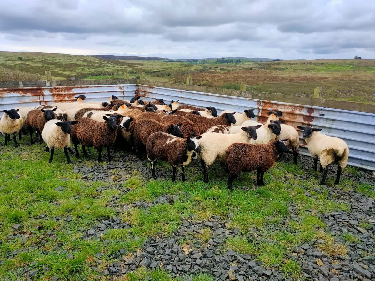 41 Ewe lambs - Image 1