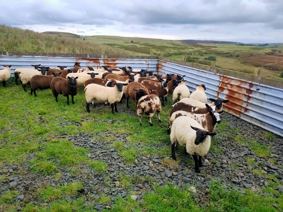 41 Ewe lambs - Image 4