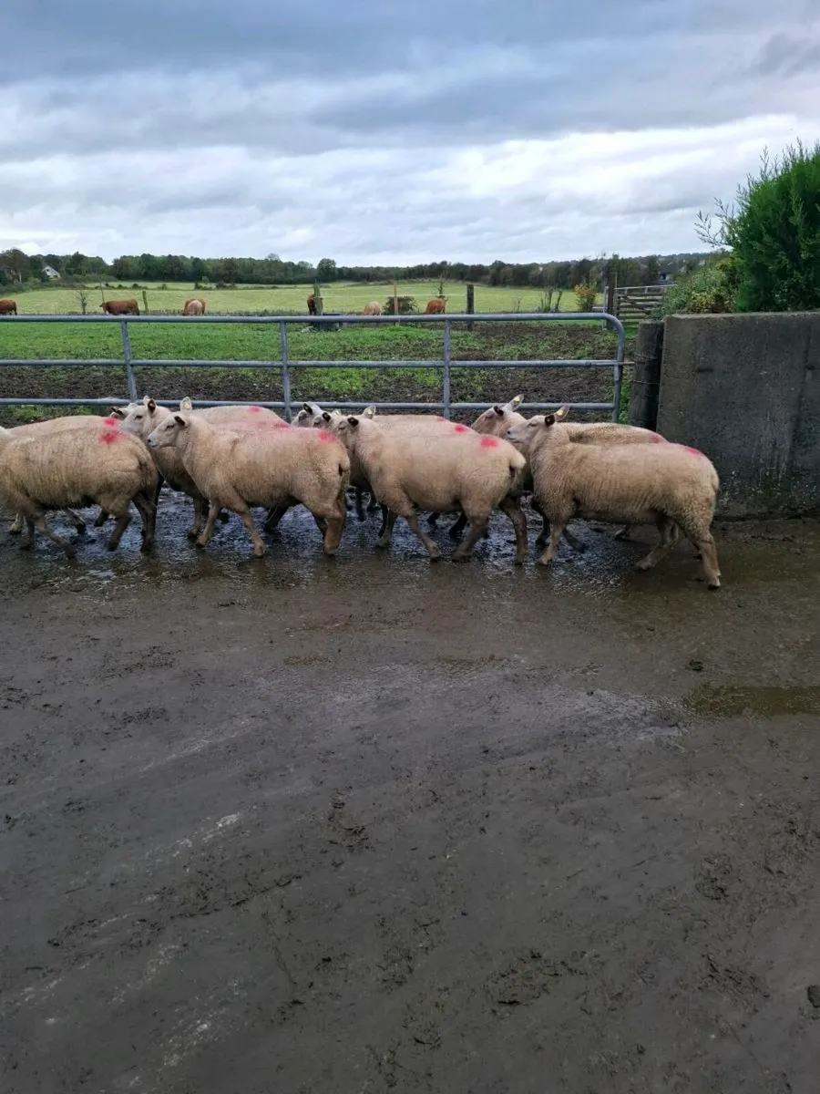 Ewe hoggets - Image 1