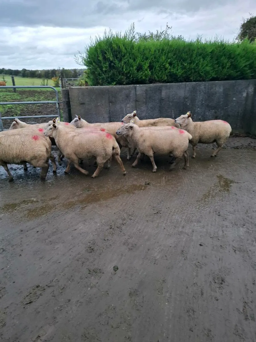 Ewe hoggets - Image 2