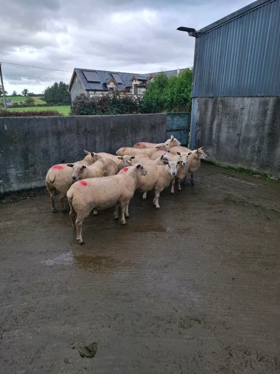 Ewe hoggets - Image 3