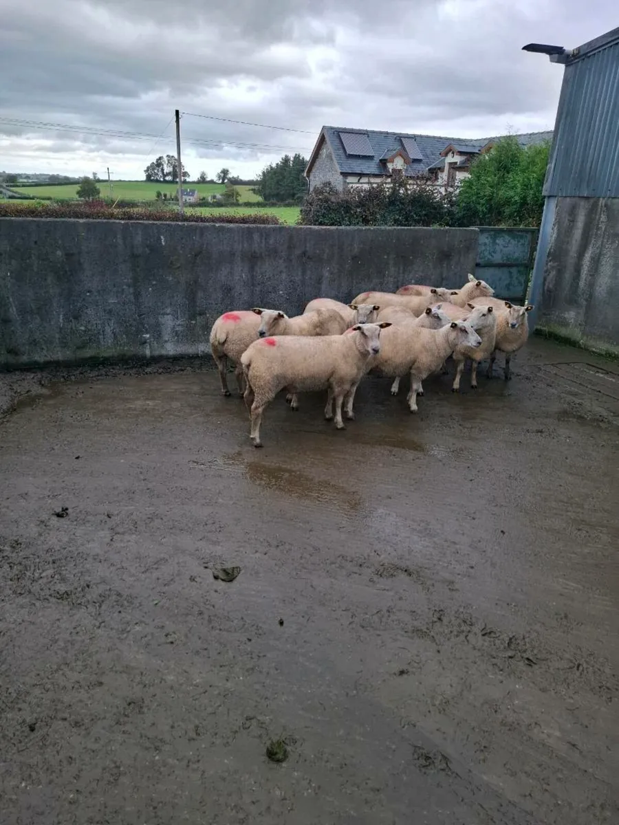 Ewe hoggets - Image 4