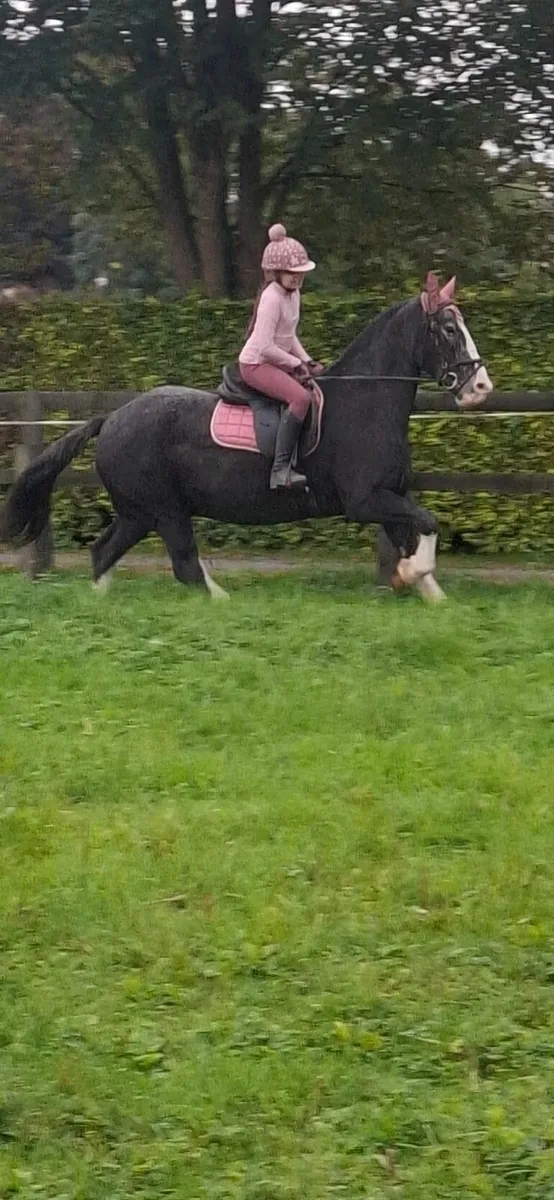 Pony - Image 2