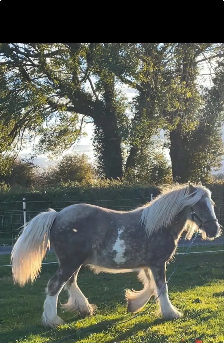 Silver dapple colt - Image 1