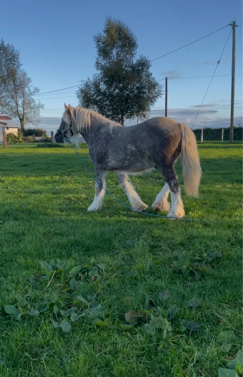 Silver dapple colt - Image 2