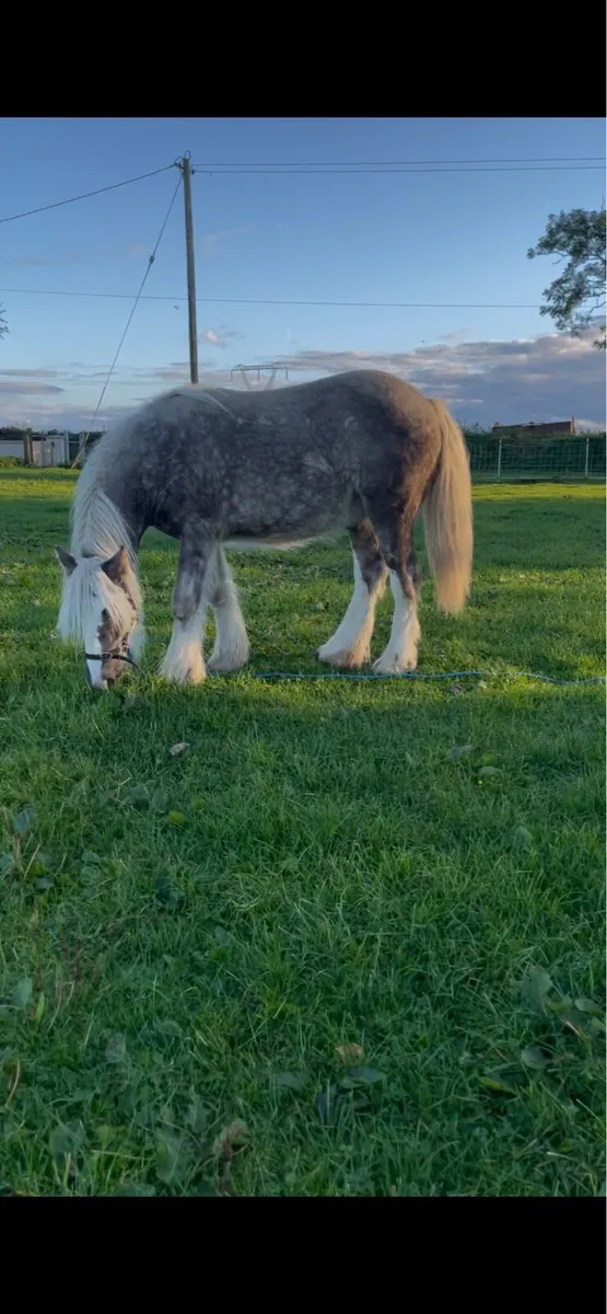 Silver dapple colt - Image 3