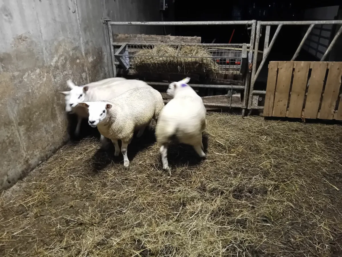 Texel ram lambs - Image 4