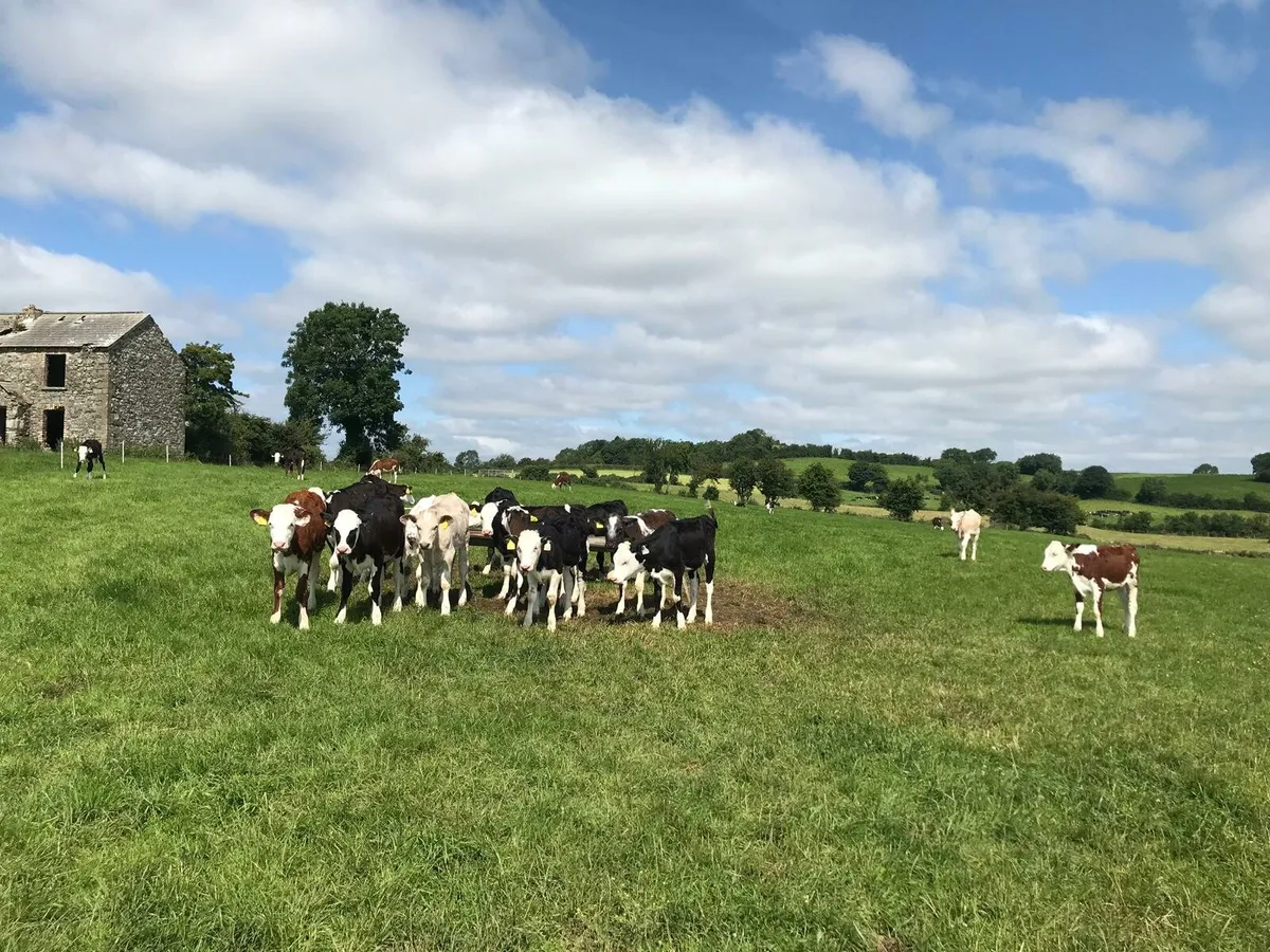 Wanted 40 calves - Image 2