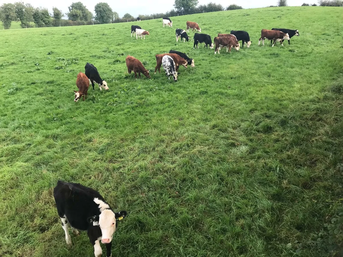 Wanted 40 calves - Image 4