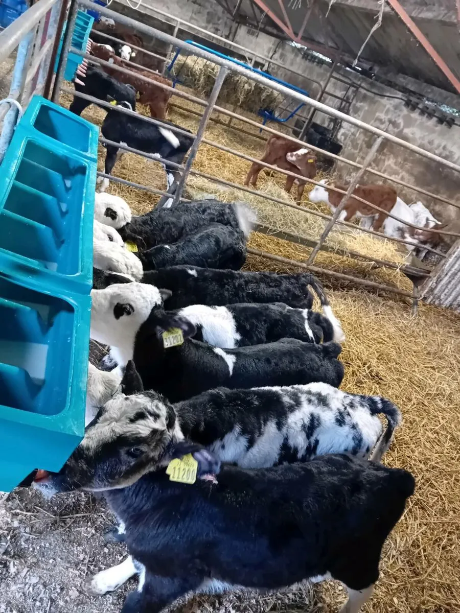 Wanted 40 calves - Image 1