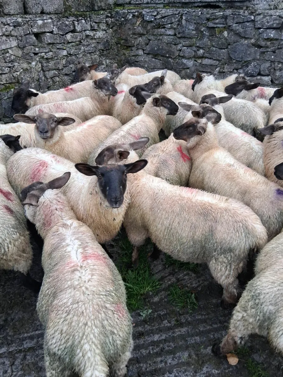 Suffolk Texel Ewe Lambs - Image 1