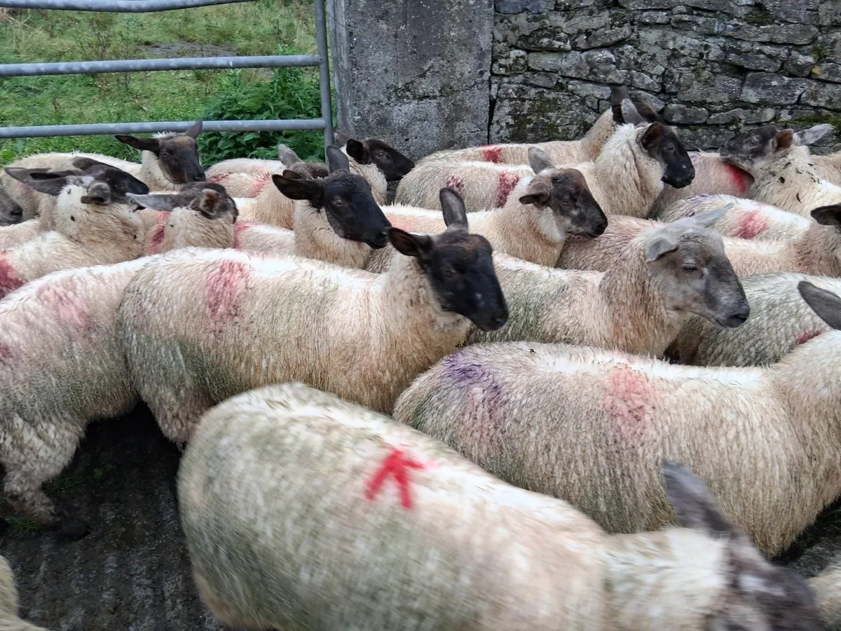 Suffolk Texel Ewe Lambs - Image 2