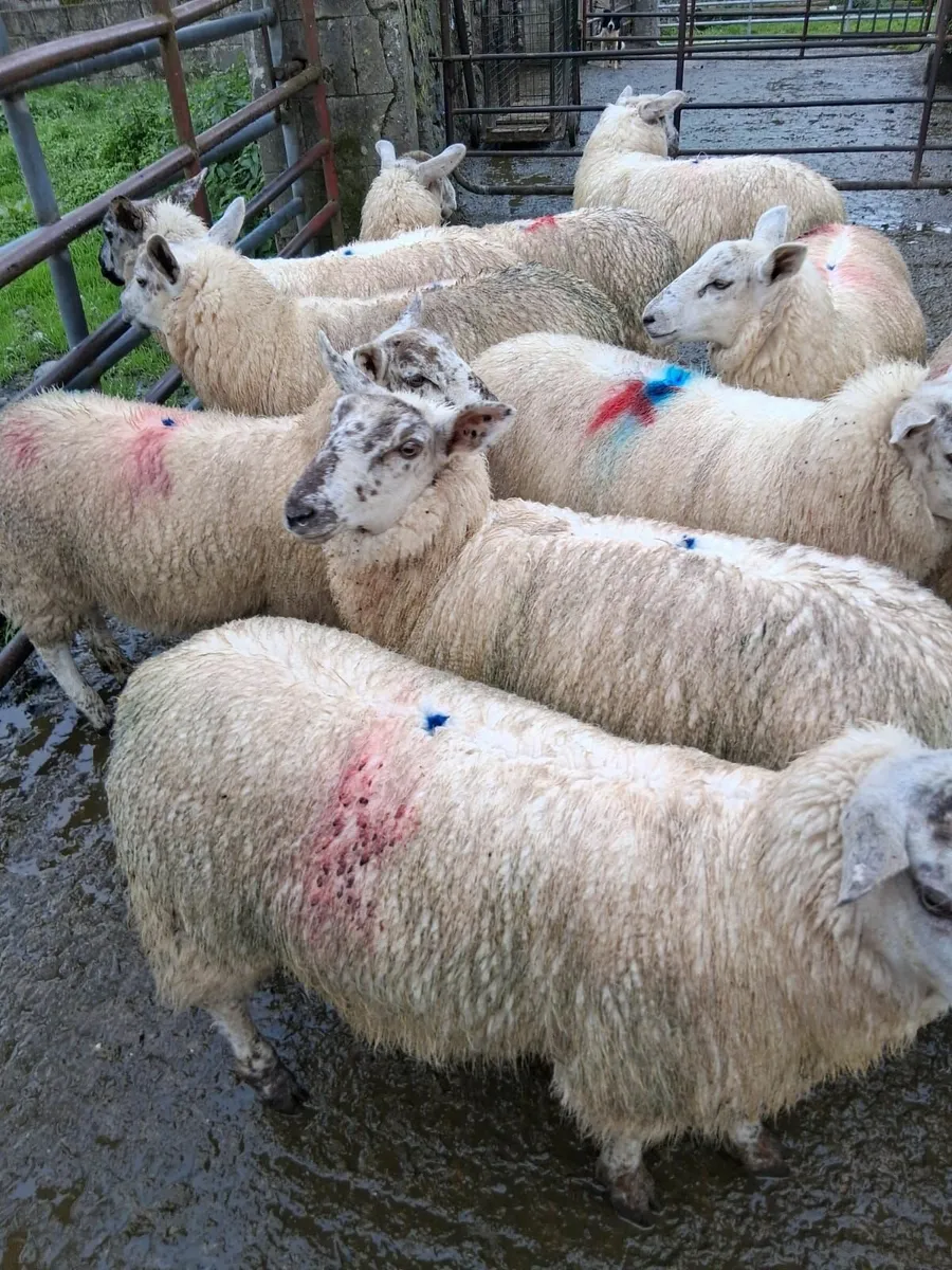 Suffolk Texel Ewe Lambs - Image 3