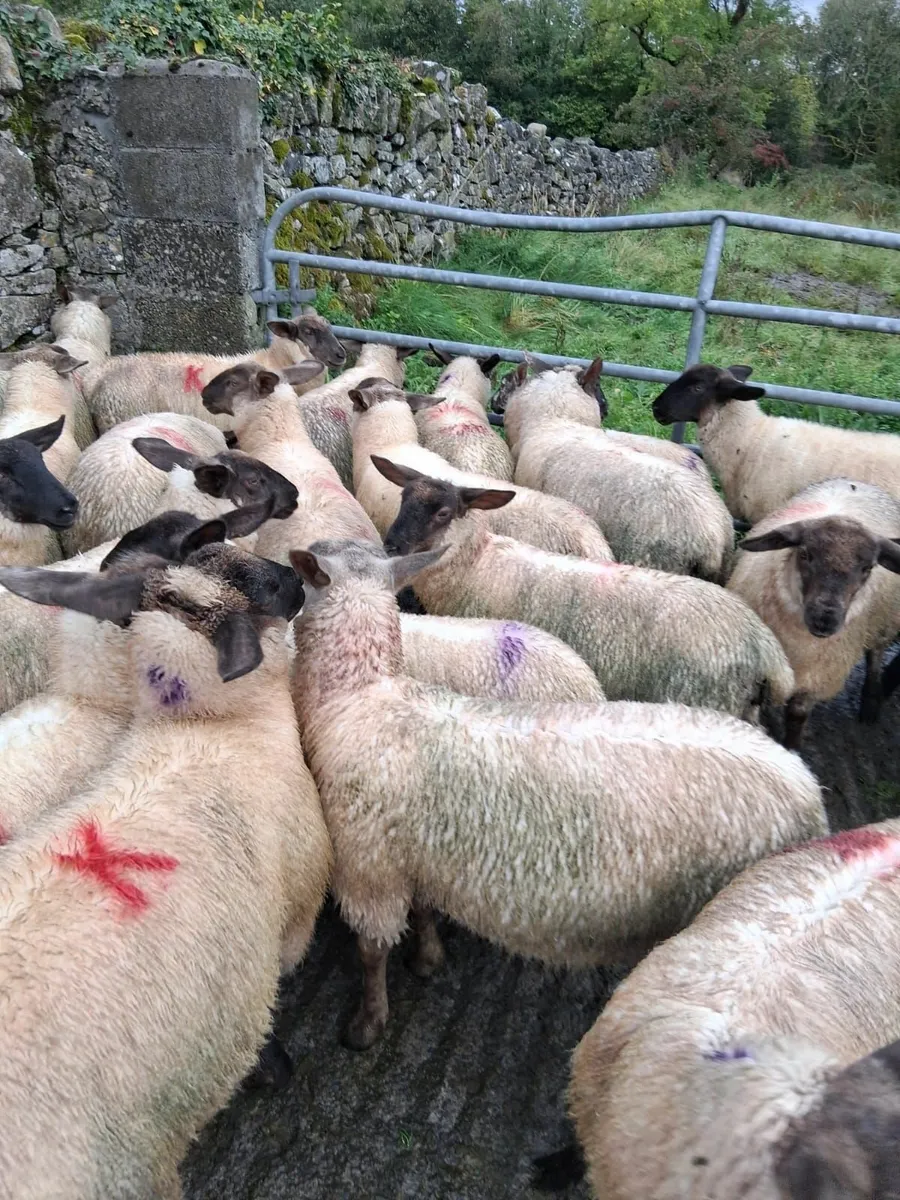 Suffolk Texel Ewe Lambs - Image 4