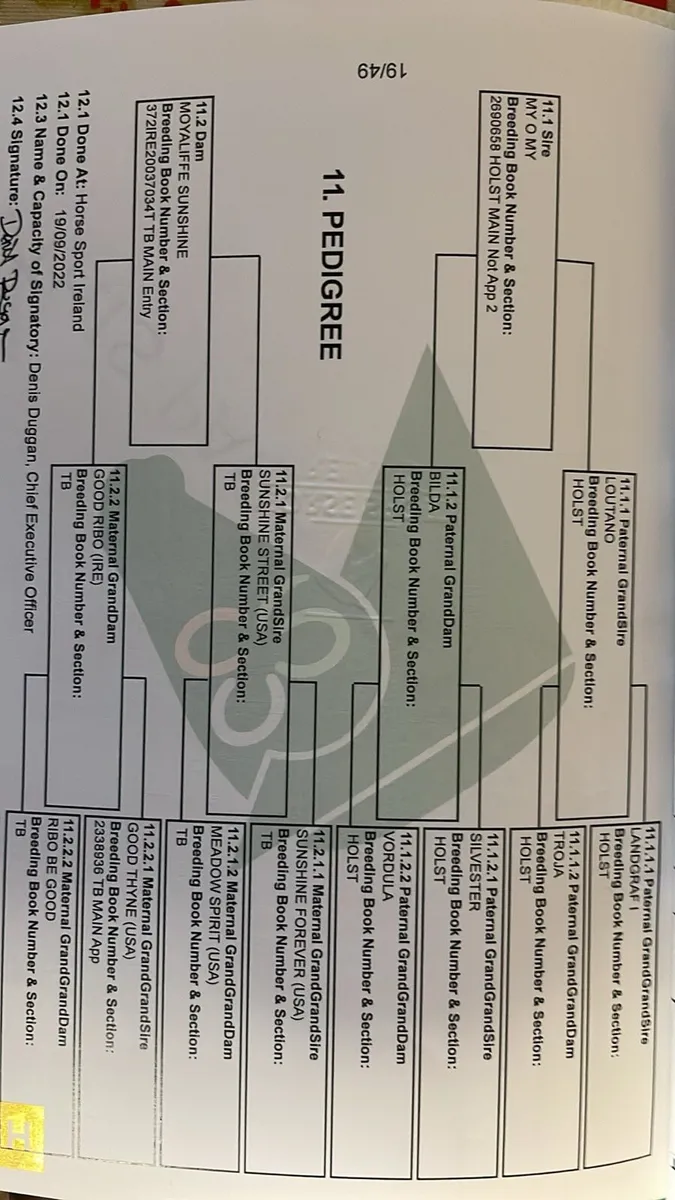 3yr old gelding - Image 3