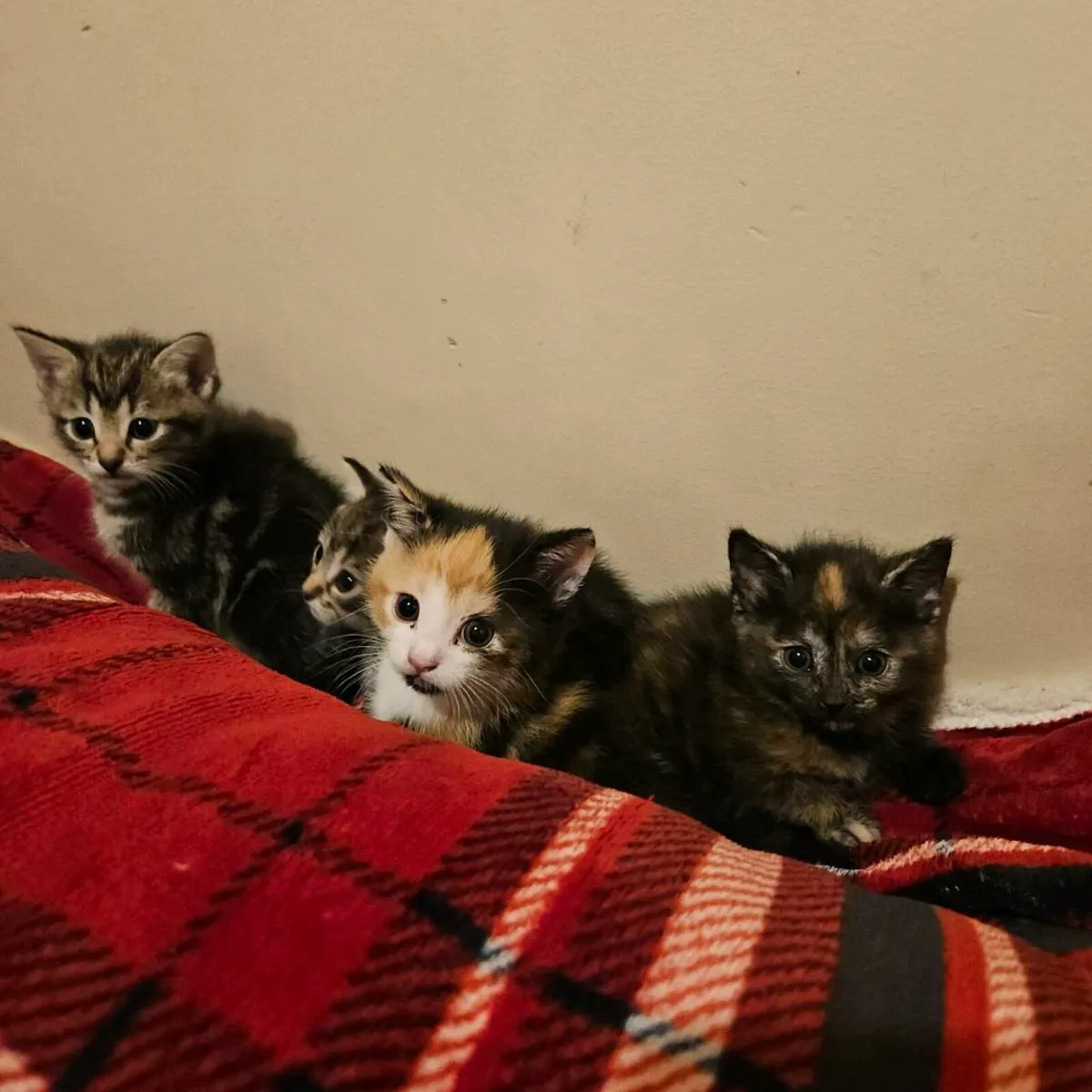 Kittens - Image 1
