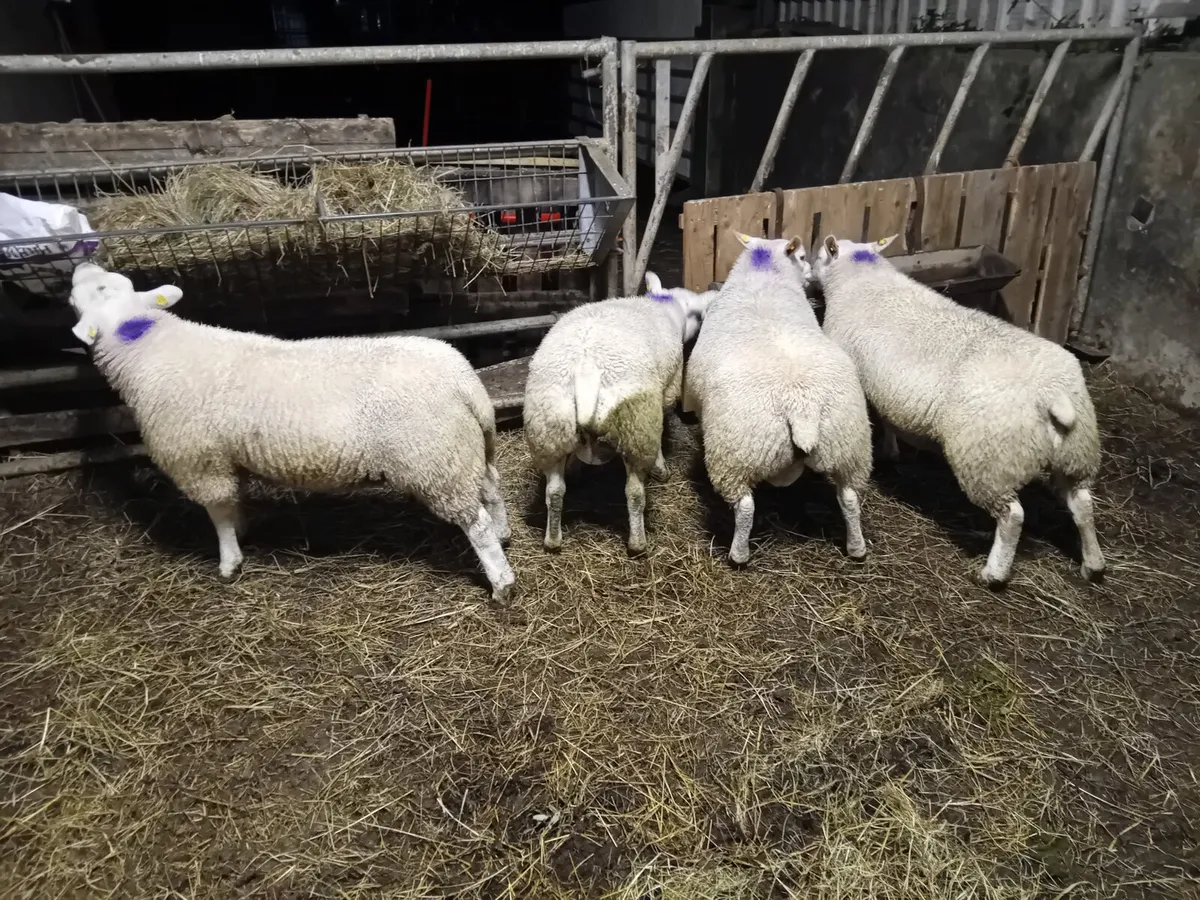 Texel ram lambs - Image 2