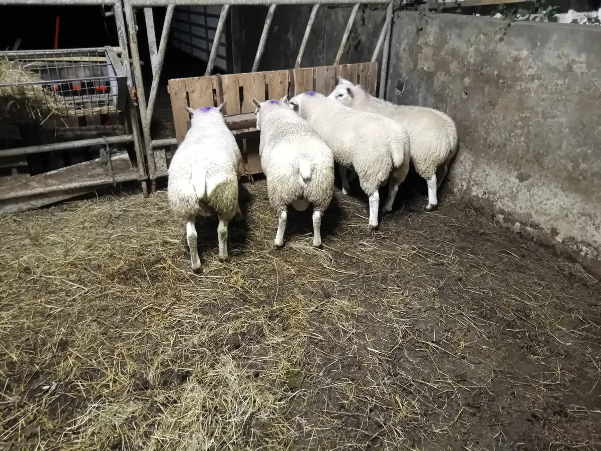 Texel ram lambs - Image 3