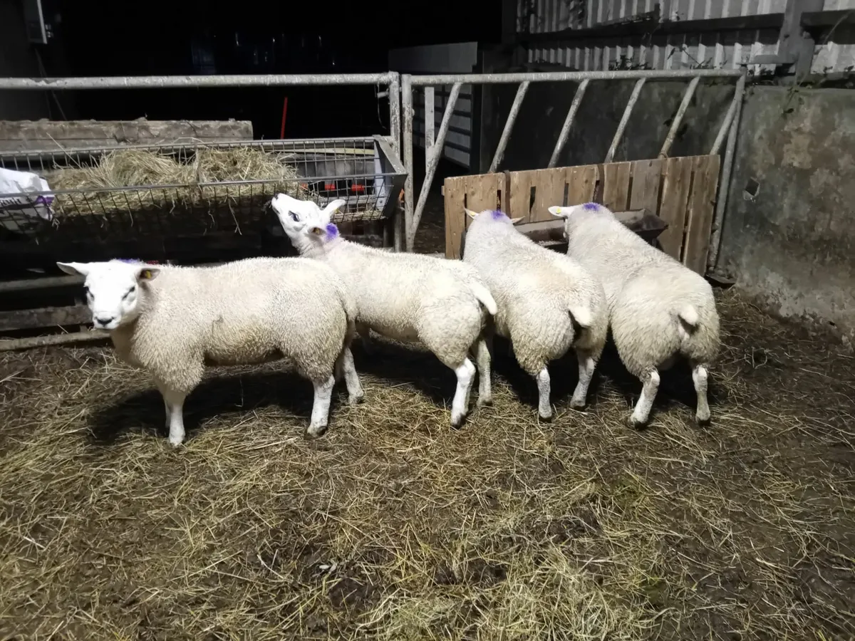 Texel ram lambs - Image 1