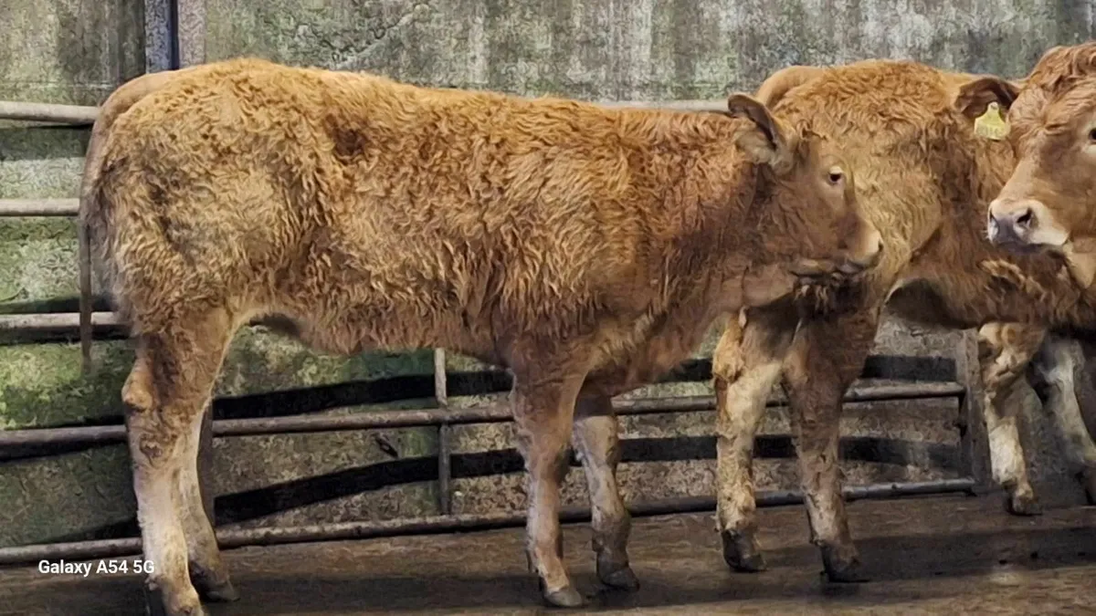 Super u grade lmx heifers - Image 2