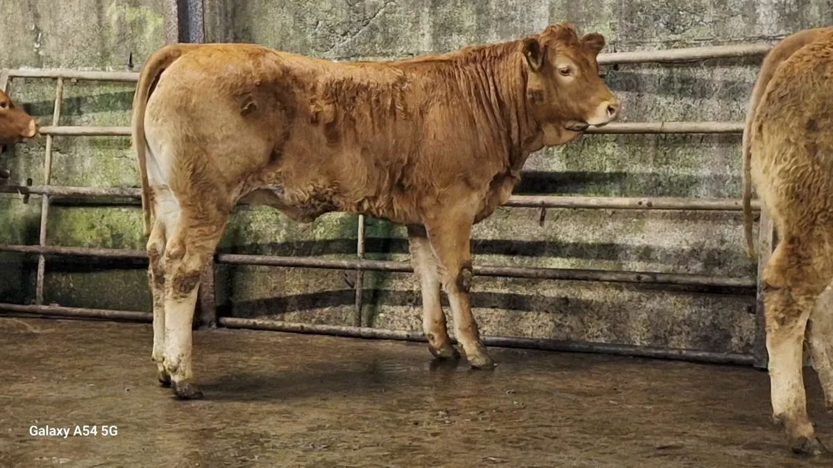 Super u grade lmx heifers - Image 3