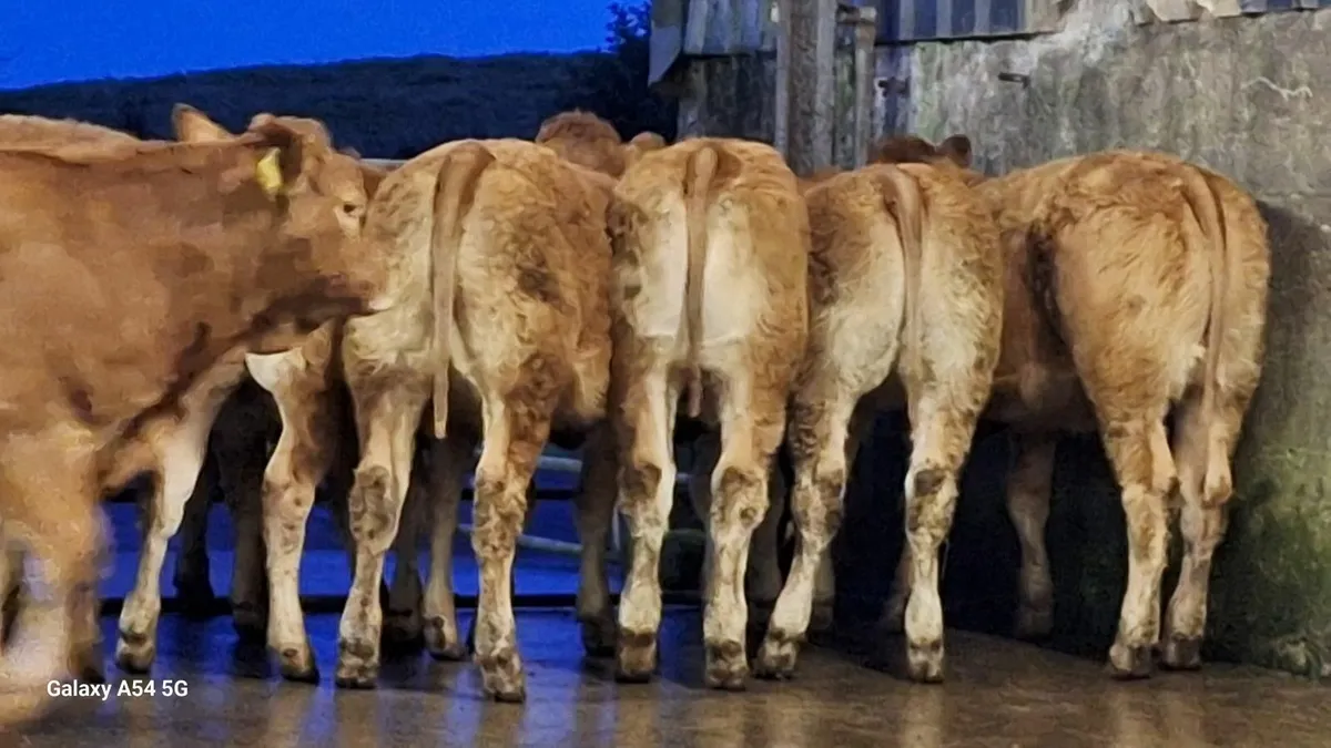 Super u grade lmx heifers - Image 4