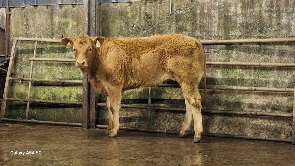 Super u grade lmx heifers - Image 1