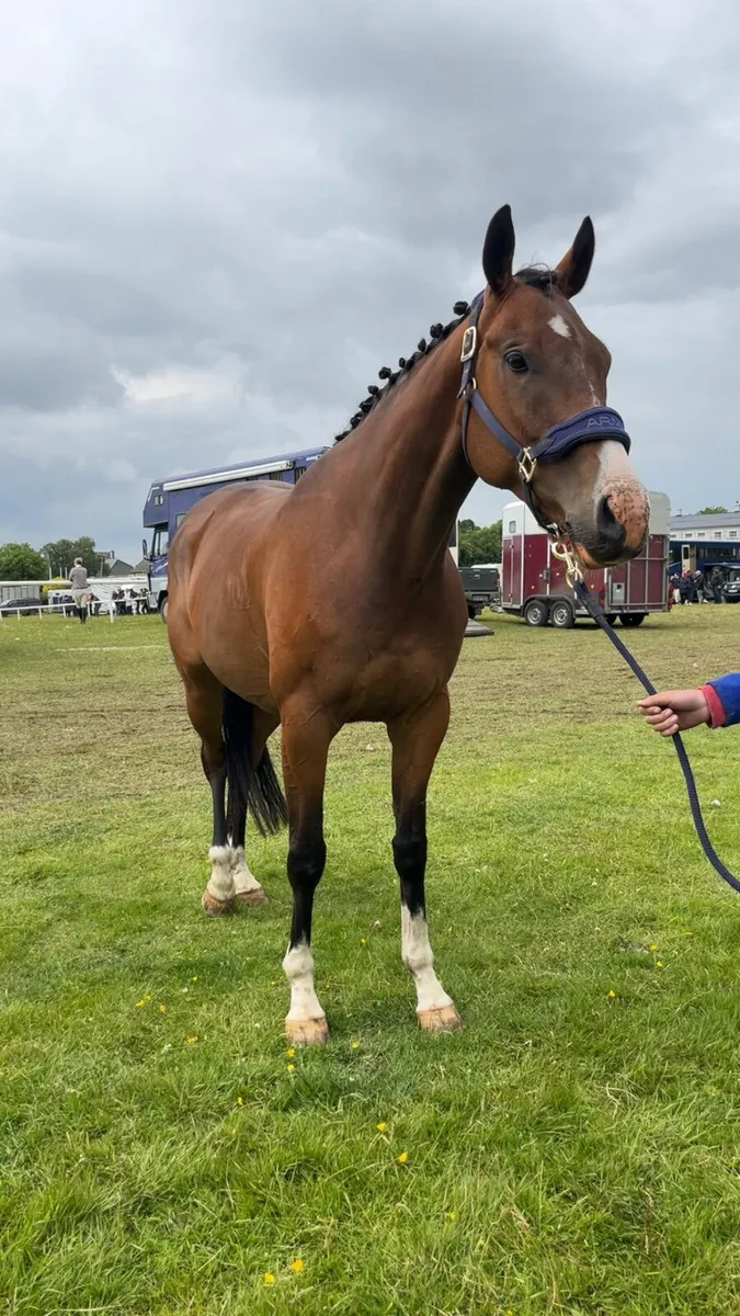 Ex Race Horse
