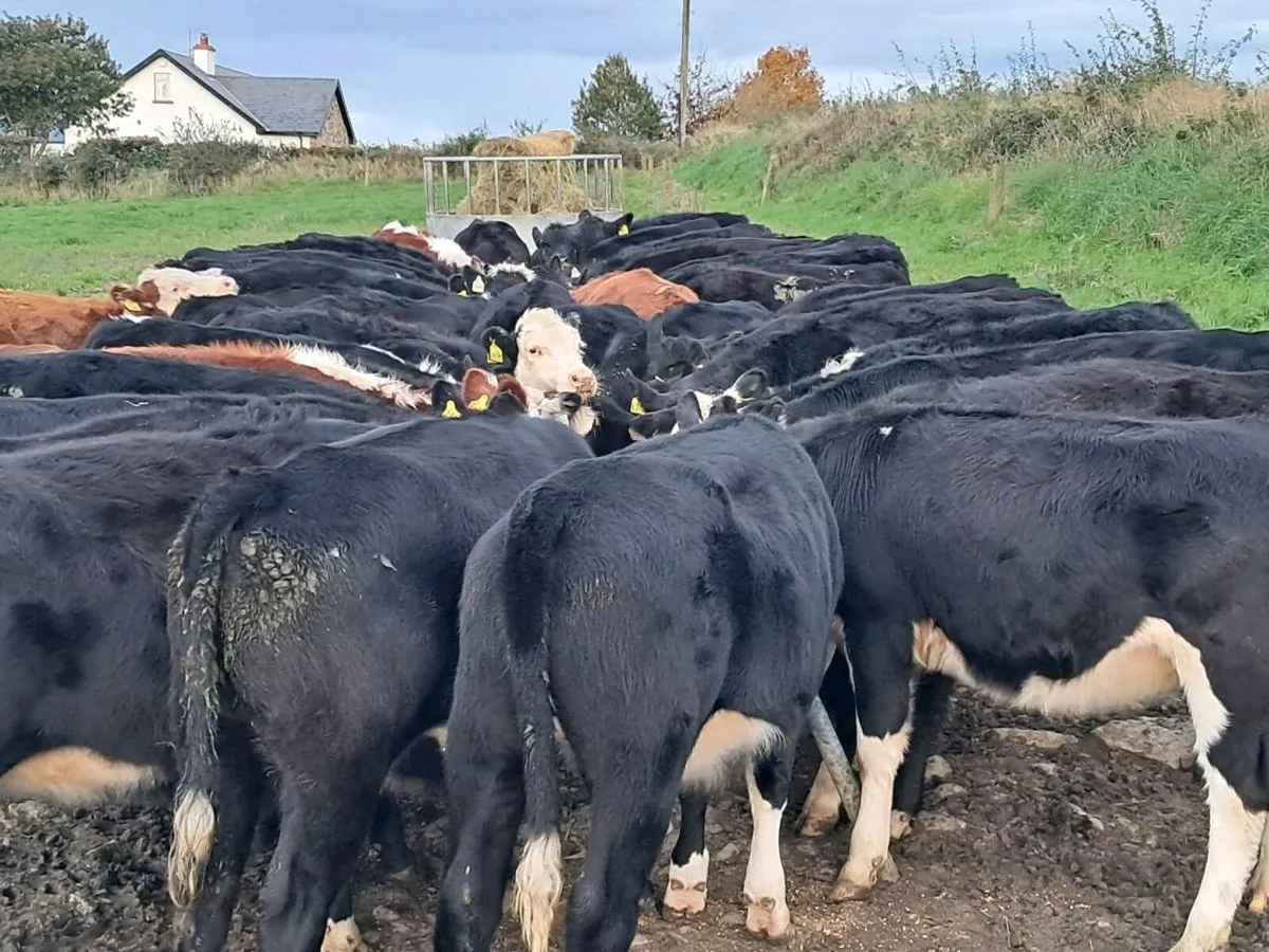 50 ANGUS AND HEREFORD HEIFER WEANLINGS - Image 1