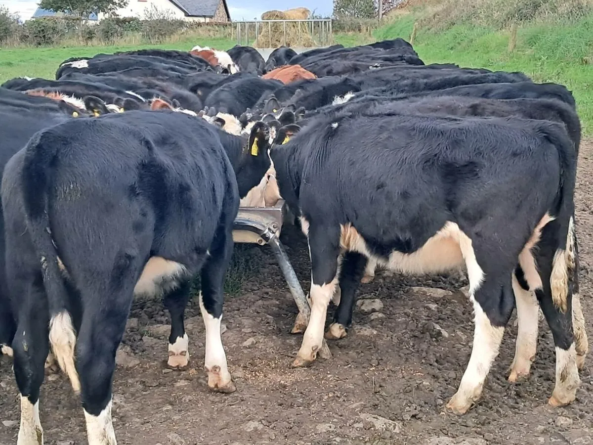50 ANGUS AND HEREFORD HEIFER WEANLINGS - Image 2