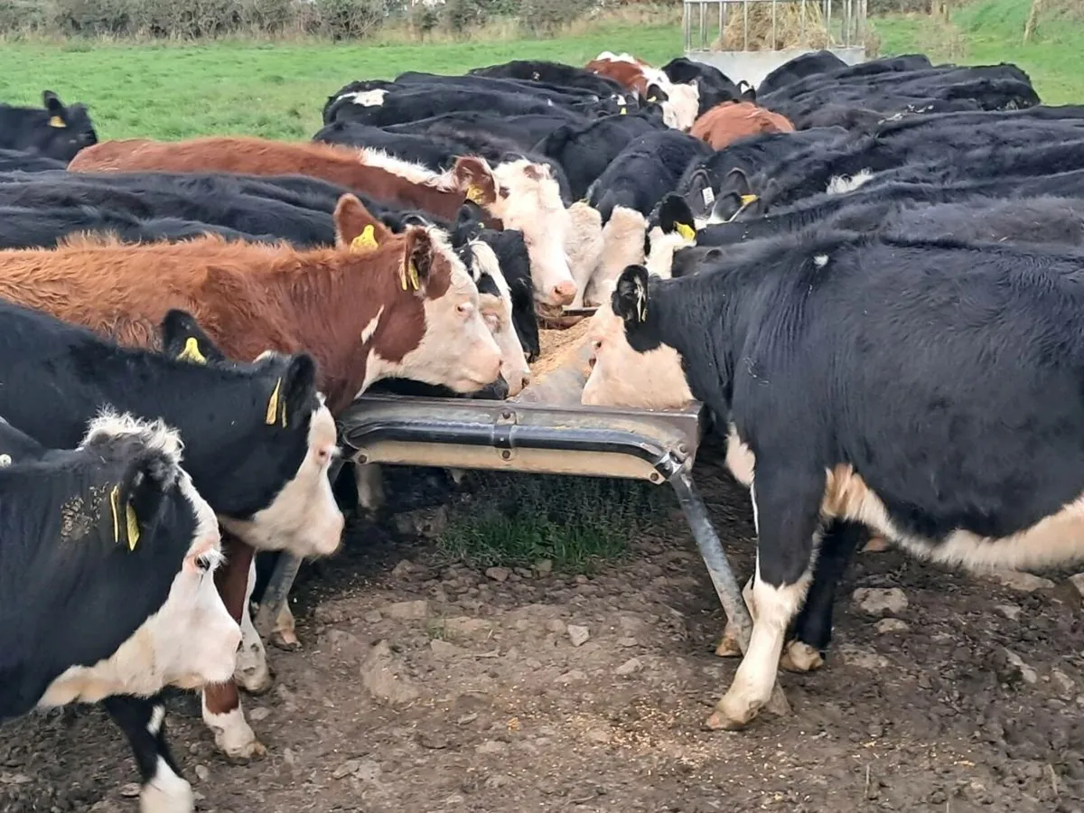 50 ANGUS AND HEREFORD HEIFER WEANLINGS - Image 3