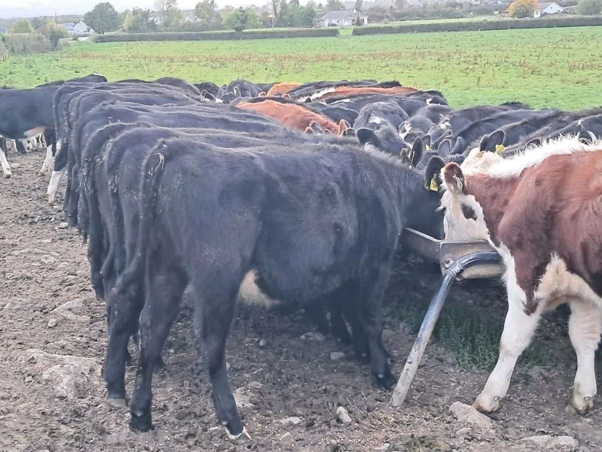 50 ANGUS AND HEREFORD HEIFER WEANLINGS - Image 4