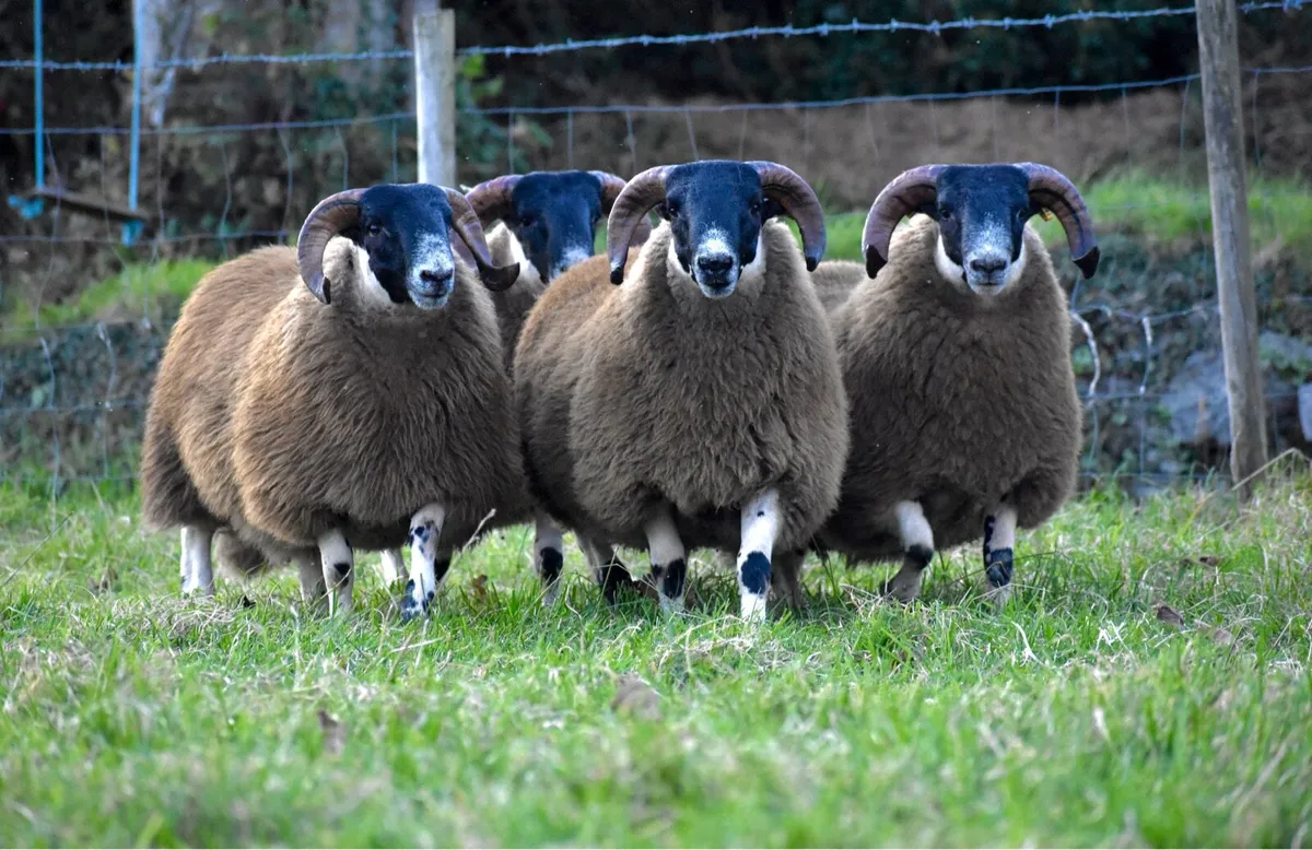 Perth Ram lambs SIS approved - Image 1