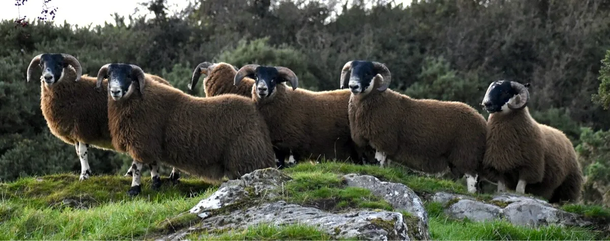 Perth Ram lambs SIS approved - Image 2