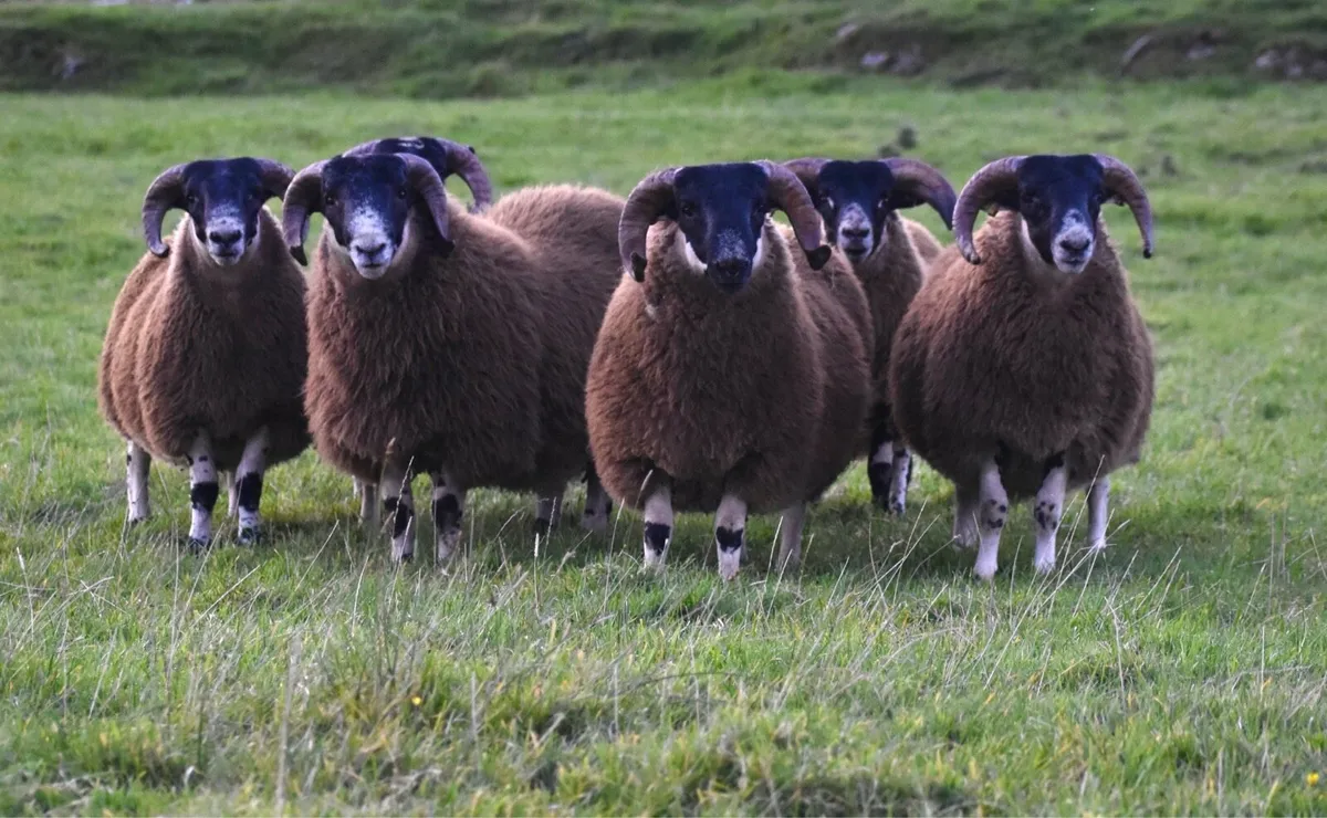 Perth Ram lambs SIS approved - Image 3