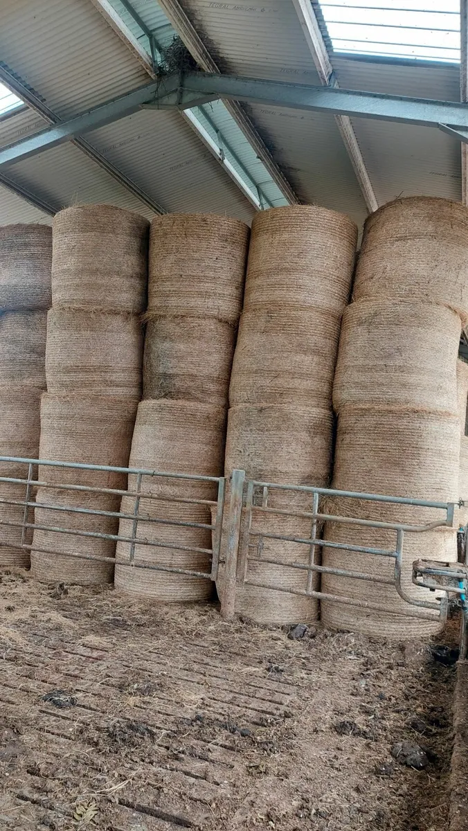Hay - Image 1