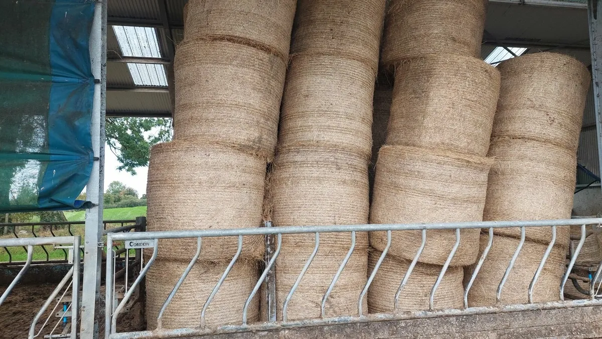 Hay - Image 2