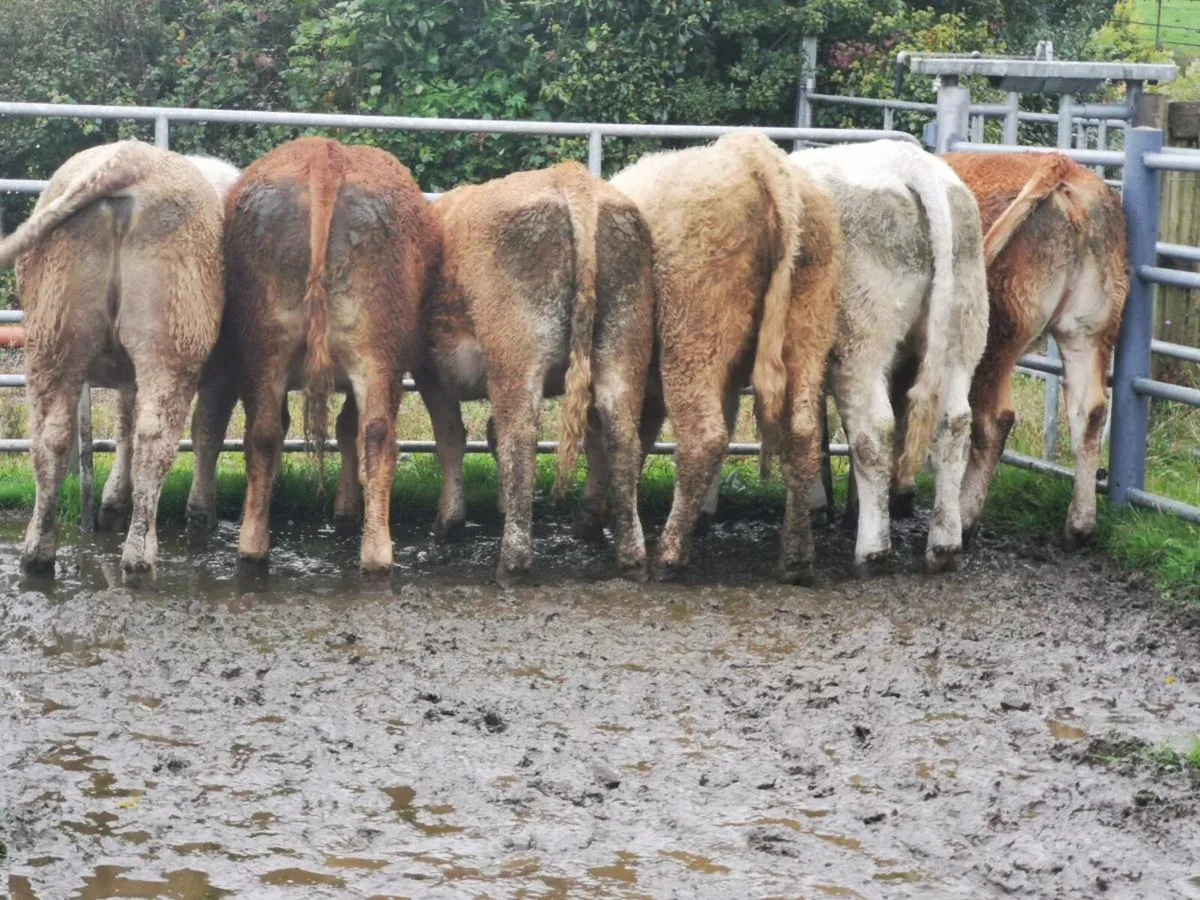 6 lovely West of Ireland heifers - Image 1