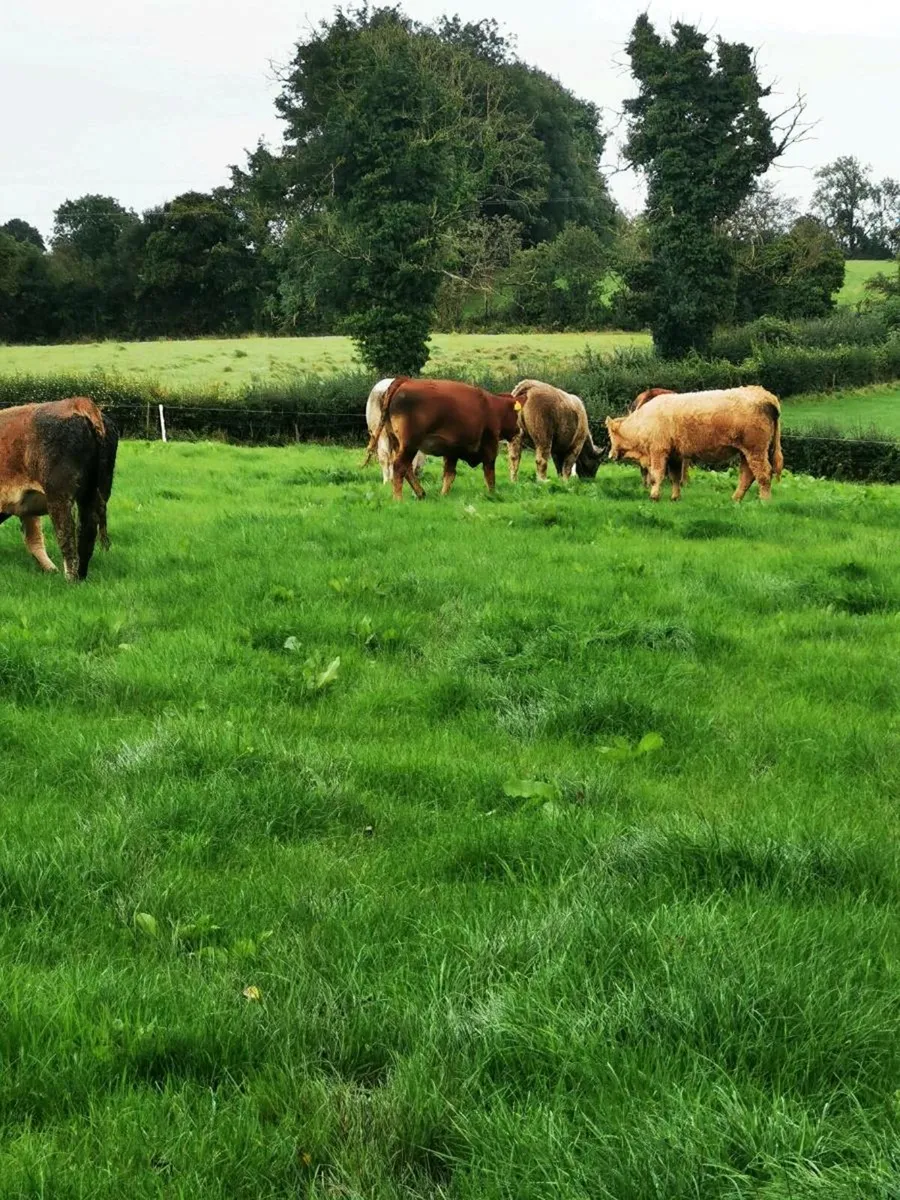 6 lovely West of Ireland heifers - Image 2