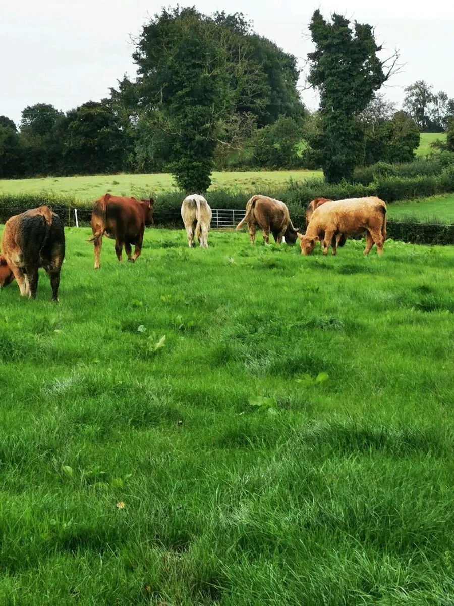 6 lovely West of Ireland heifers - Image 3