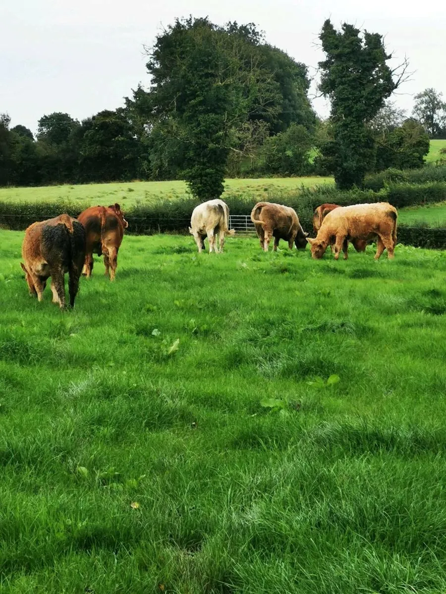 6 lovely West of Ireland heifers - Image 4