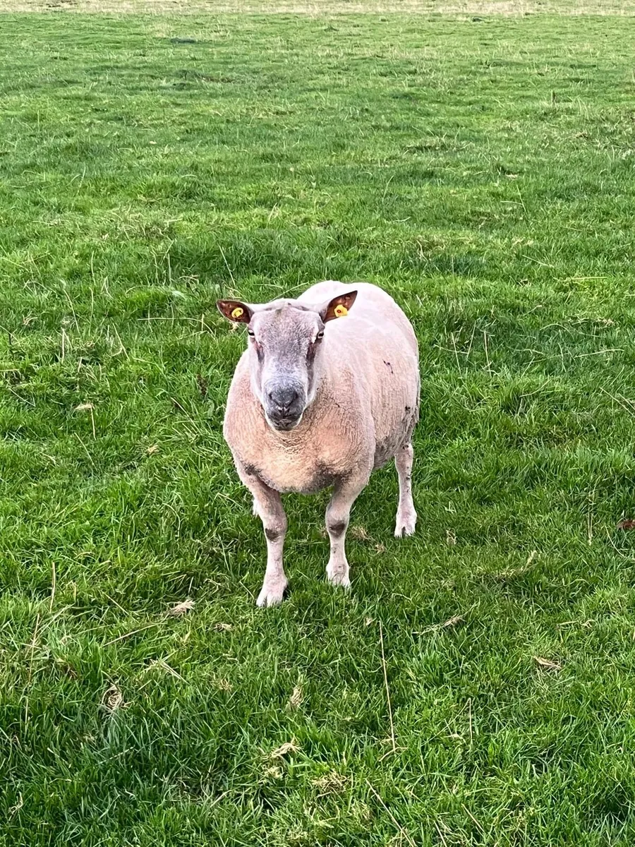 Ram - Image 1